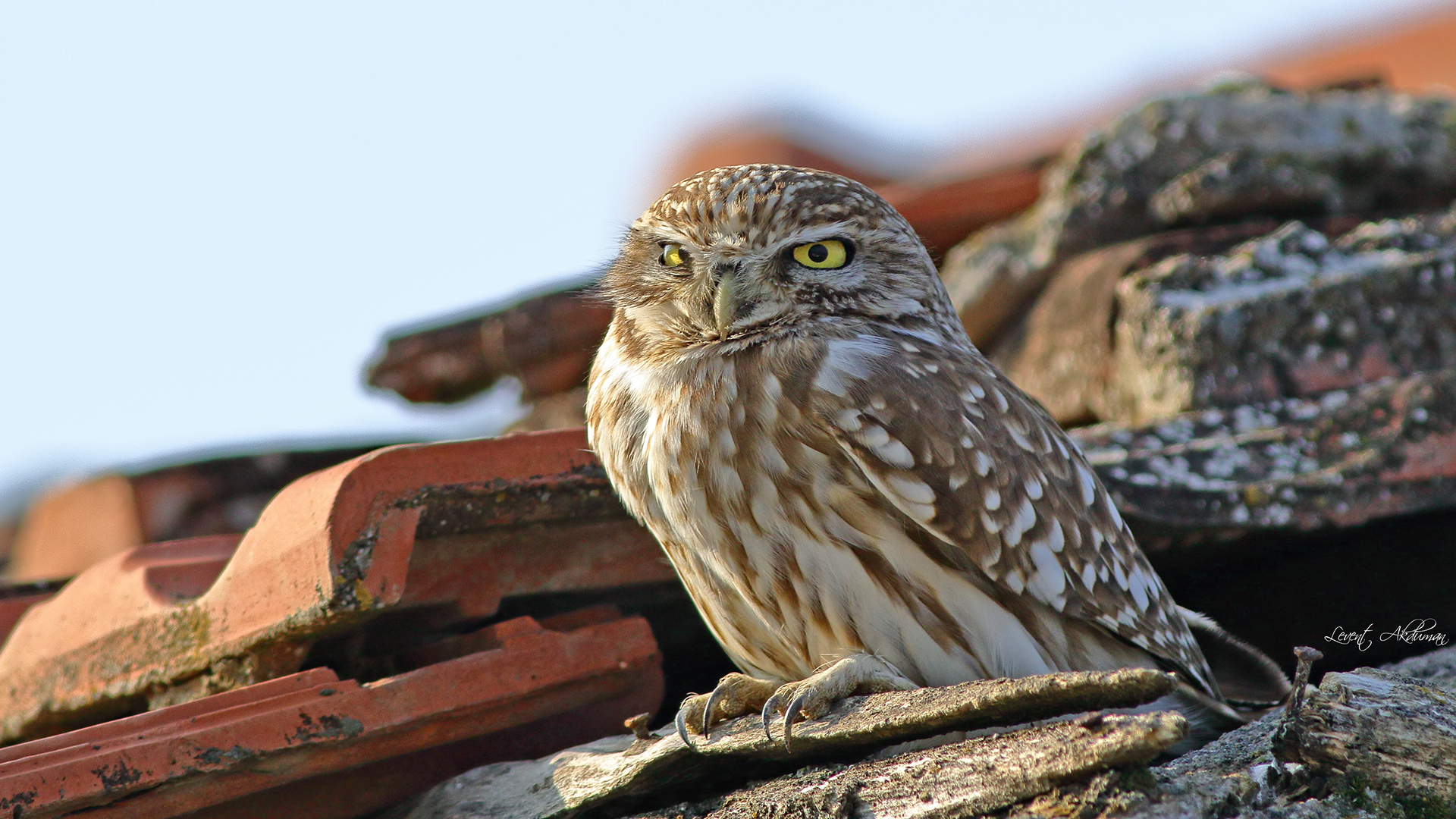 Little Owl — Ana fotoğraf